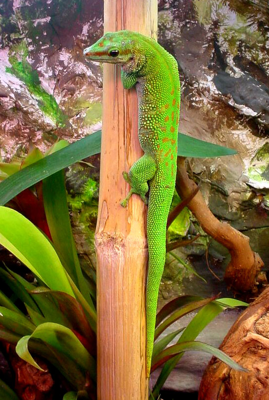 Madagascar Common Gecko