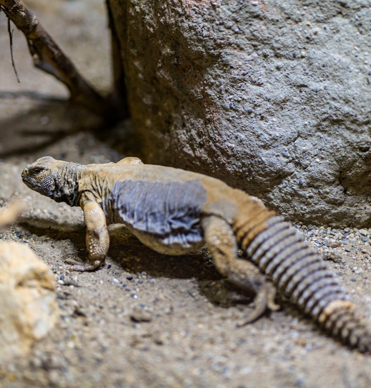 Uromastyx