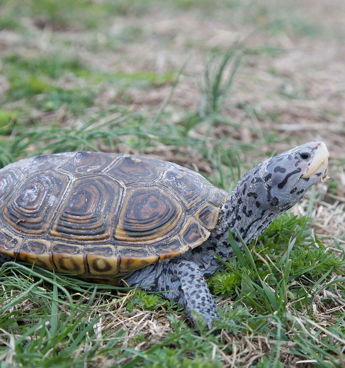 Diamondback Turtle