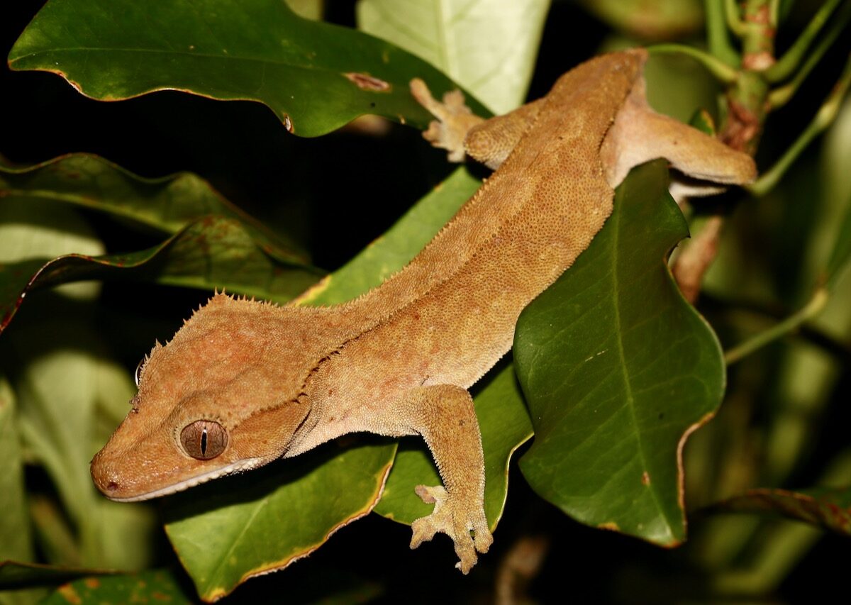 Eyelash Gecko