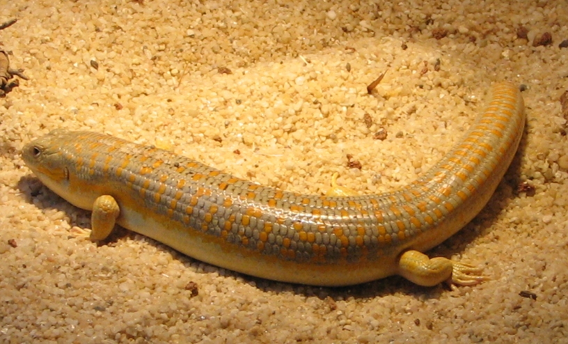 Schneider's Golden Skink