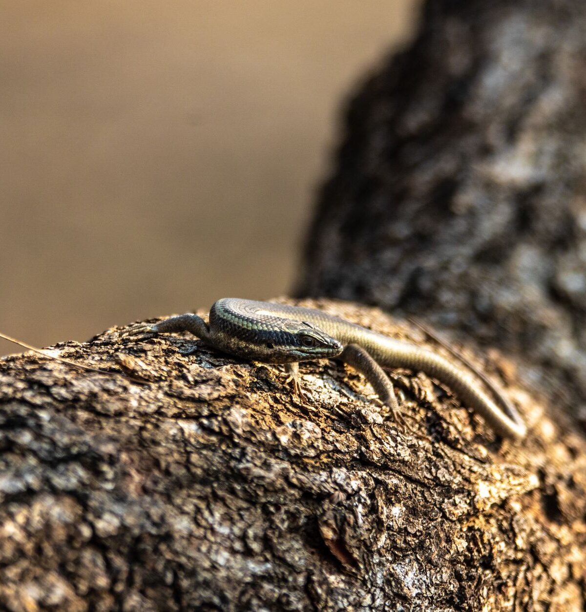 Banded Lizard