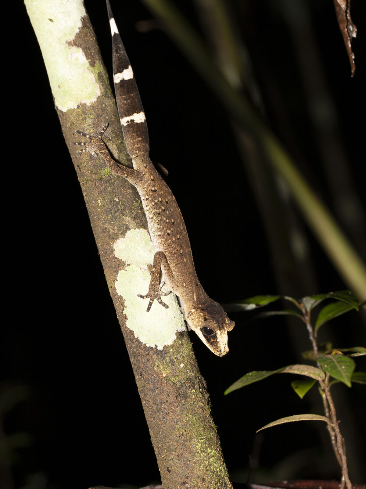 Frilled Gecko