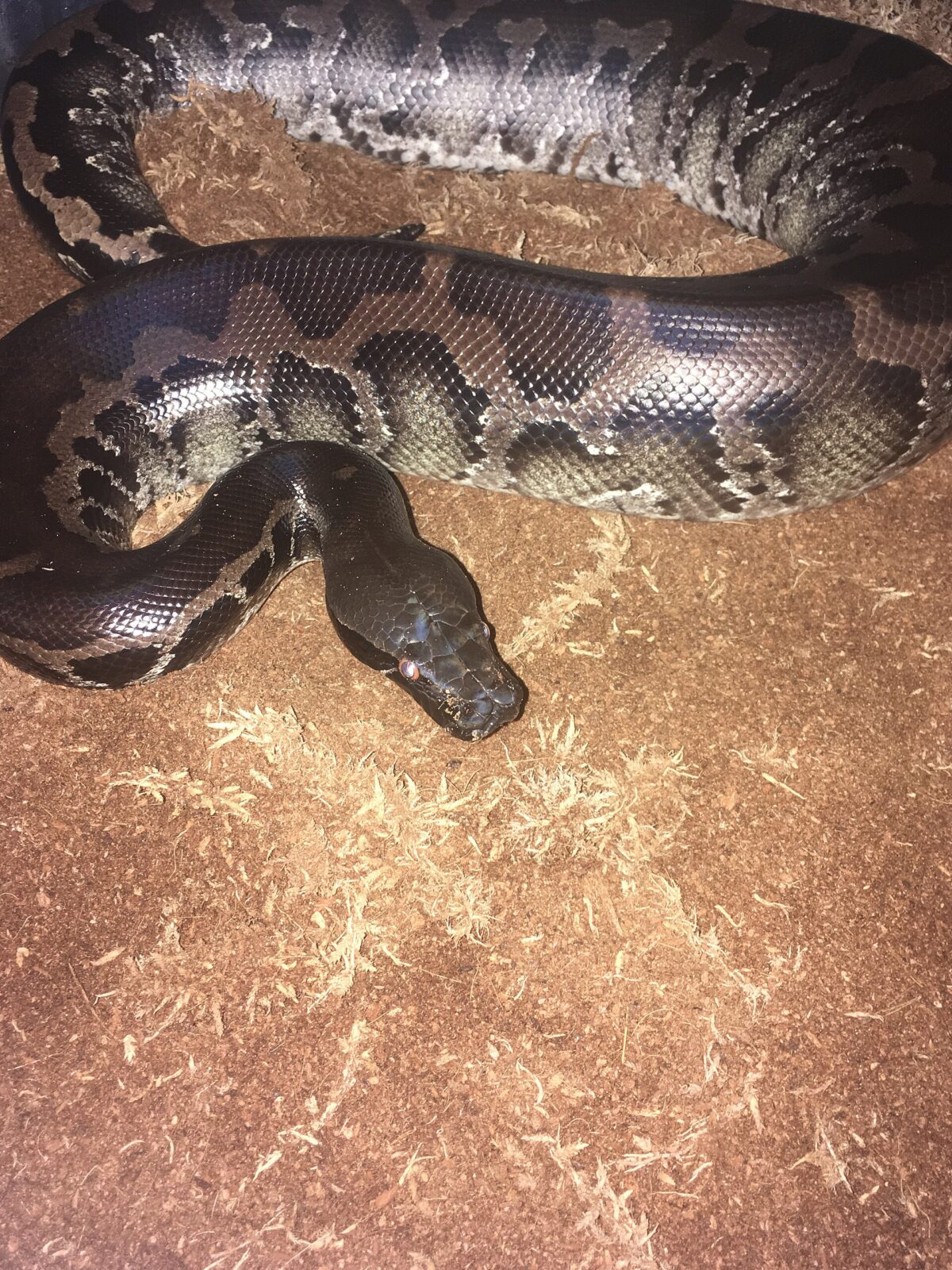 Short Python