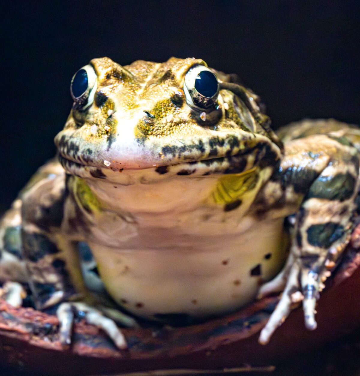 Amazon River Ceratophrynes