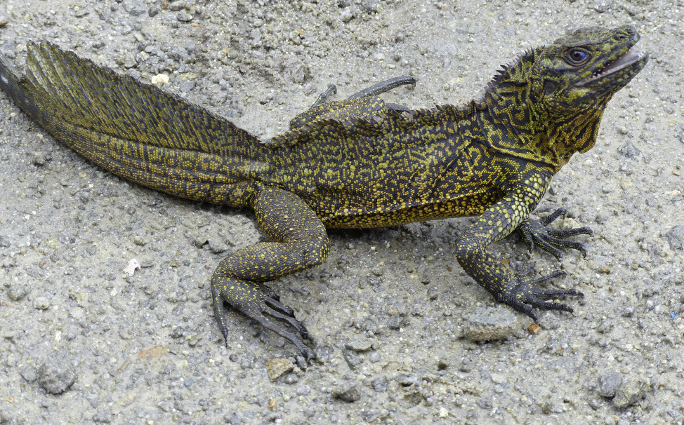 Sail-Tailed Lizard