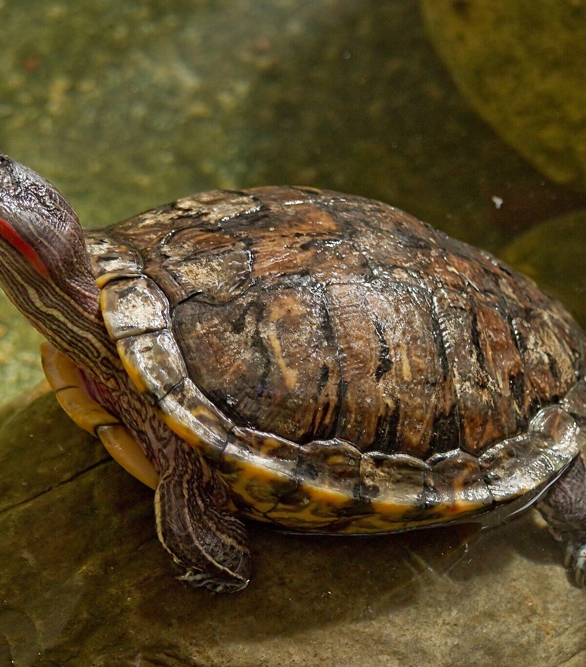 Yellow Eared Turtle