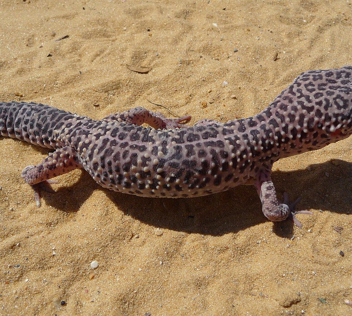Spotted Gecko