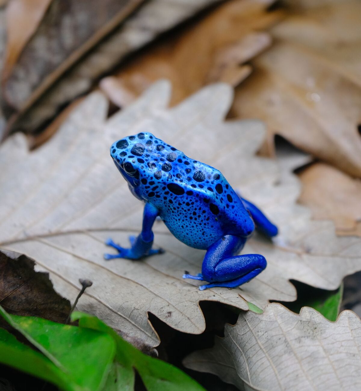 Blue Frog