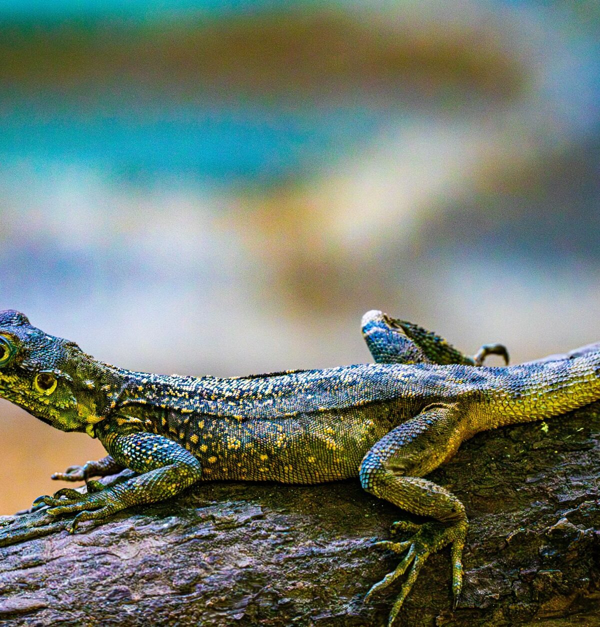 Band Lizard