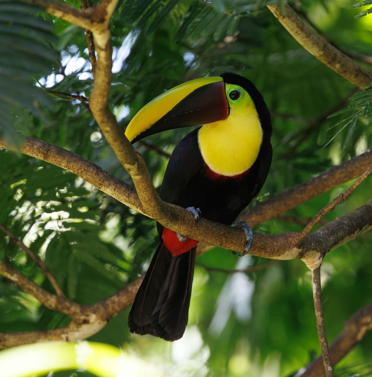 Keel-billed Toucan