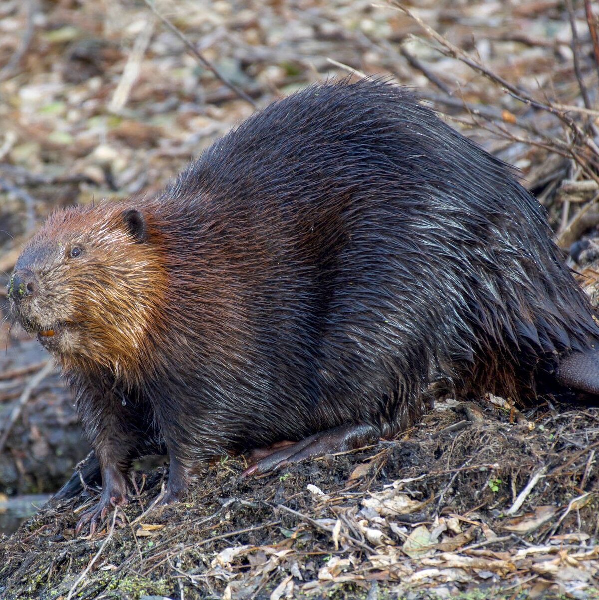 American Beaver