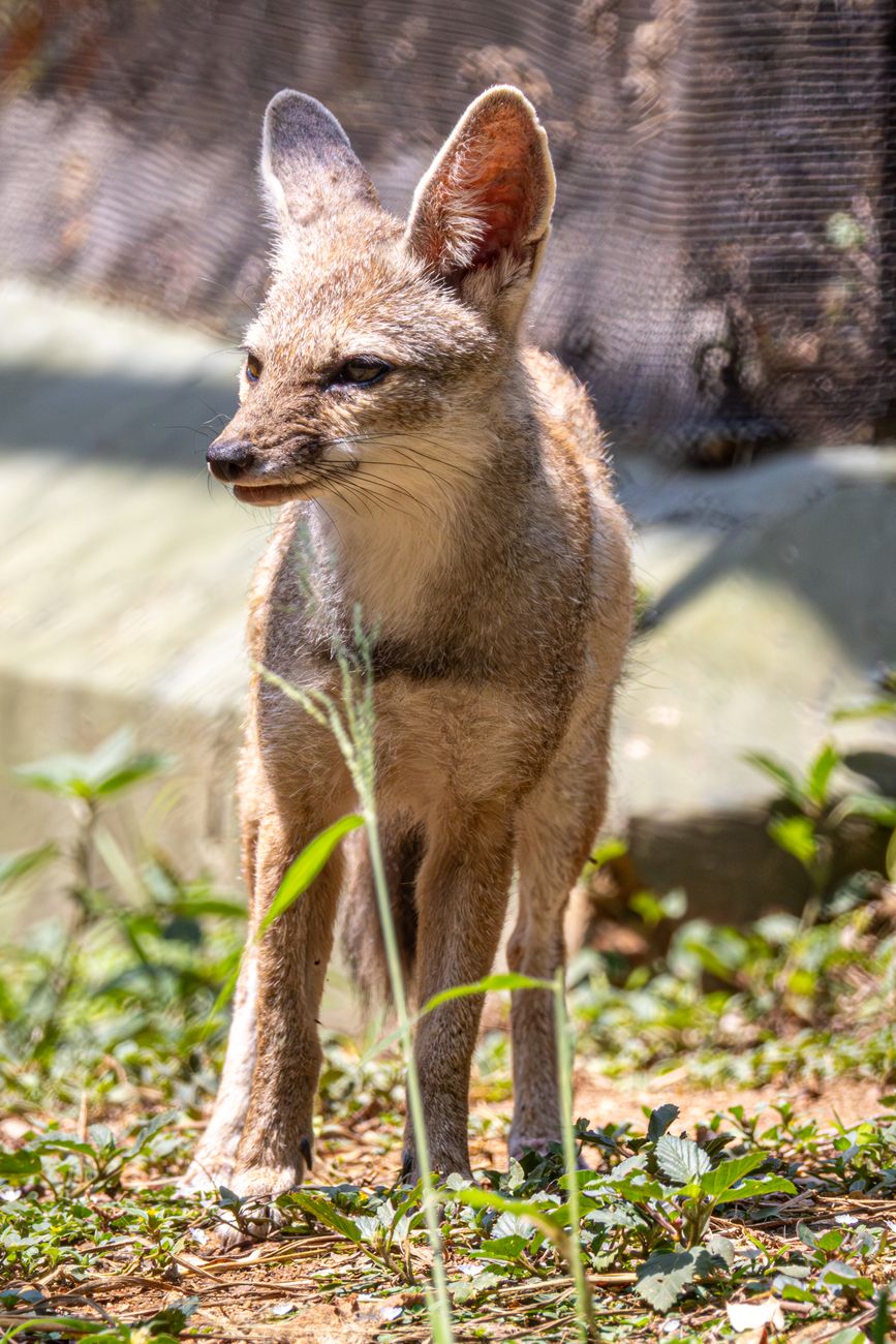 Pampas Fox