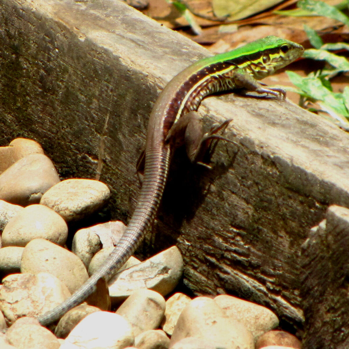 Common Ameiva