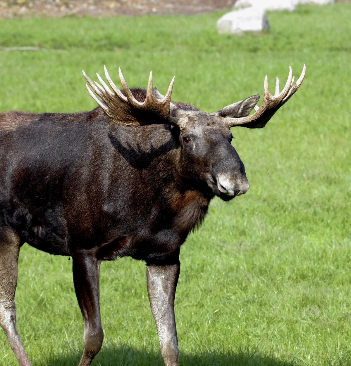 Moose Antelope