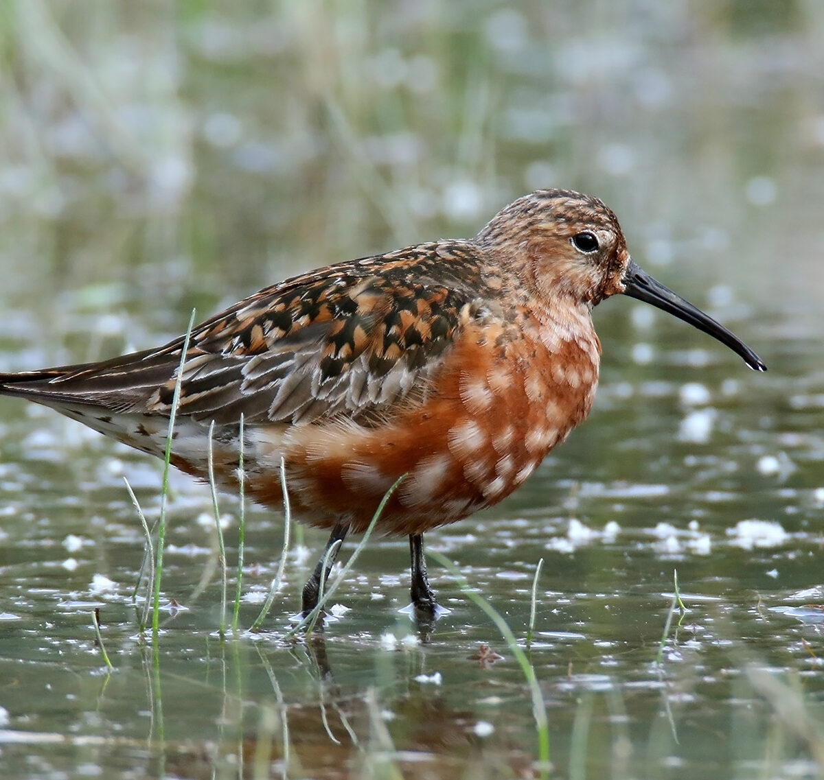 Australian Sandpiper