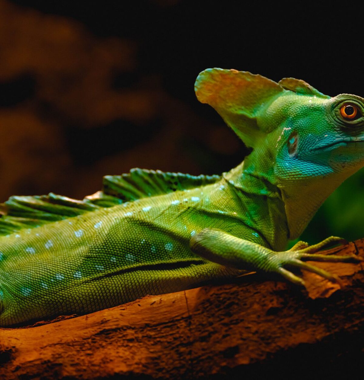 Long-legged Basilisk