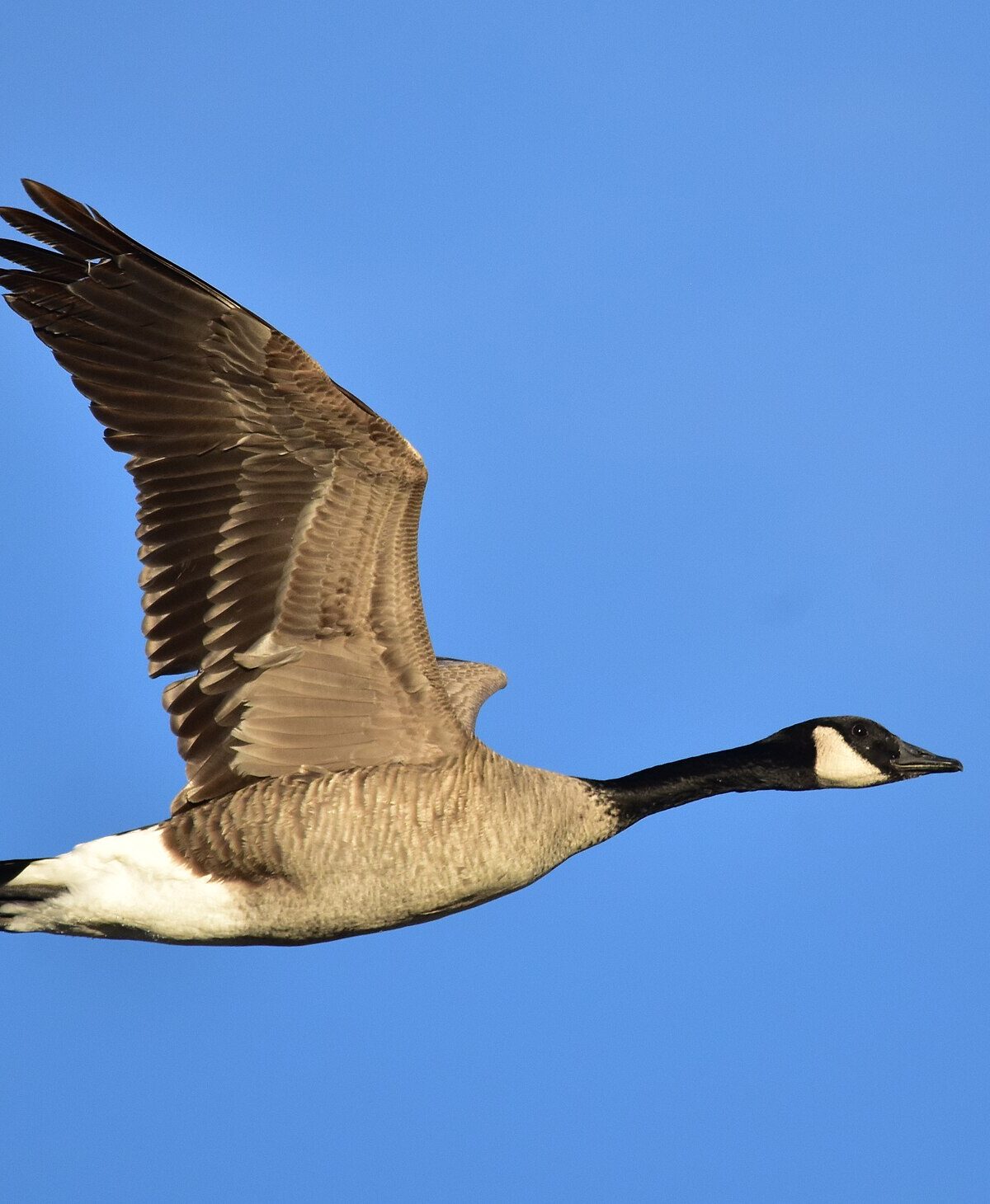 Greater Goose