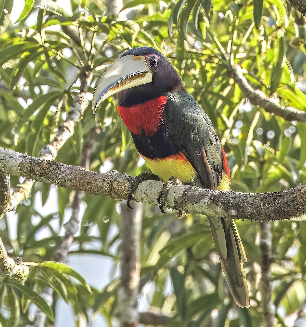 Brown-Tufted Aracari