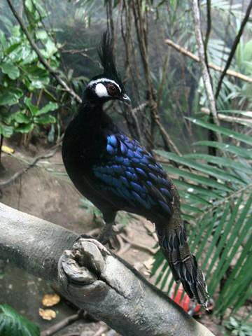 Peacock Pheasant