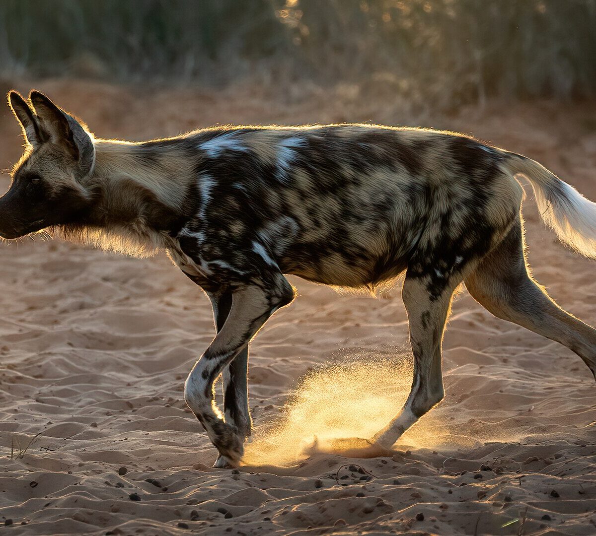 African Painted Dog