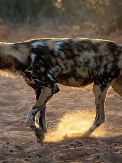 African Painted Dog