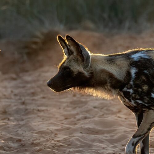 Painted dog