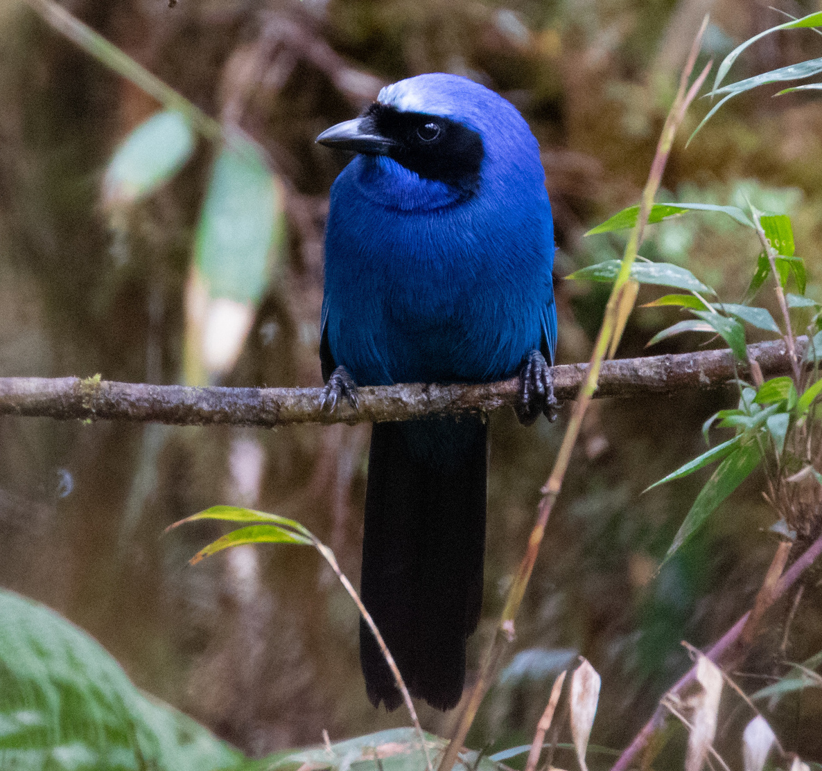 White-collared Jay