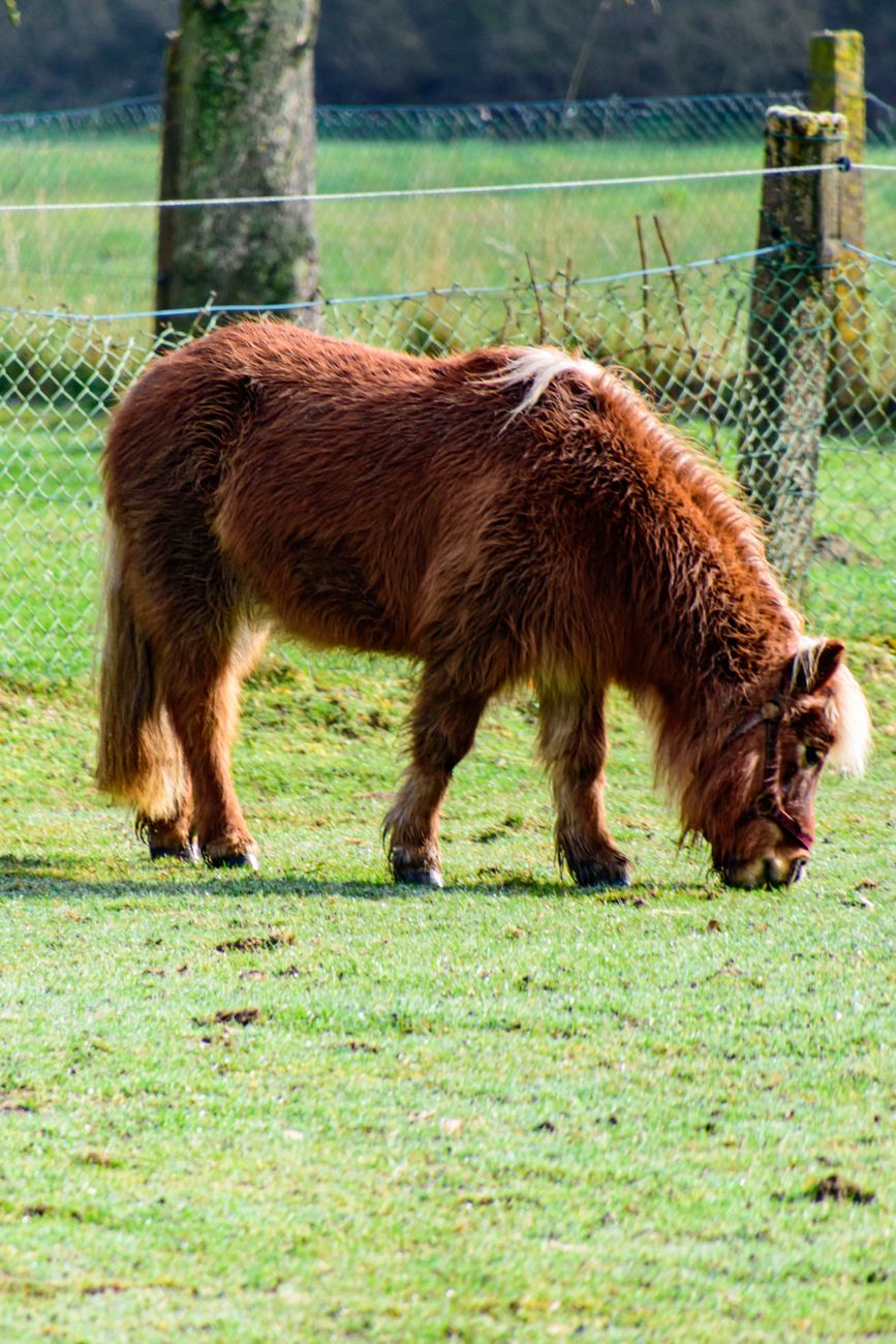 American Miniature Horse