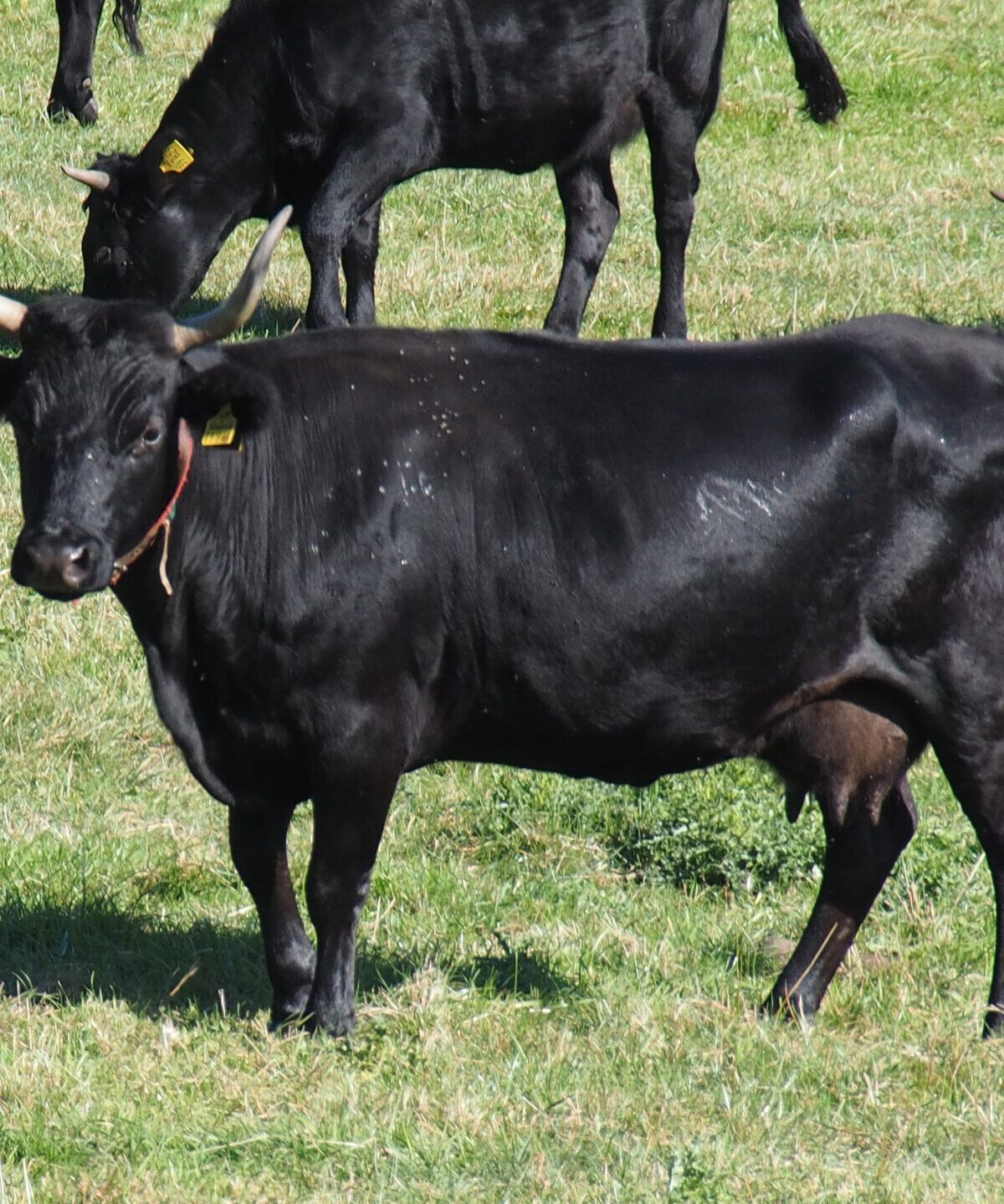 Dexter Cow