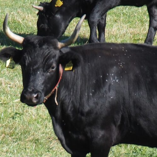 Cow