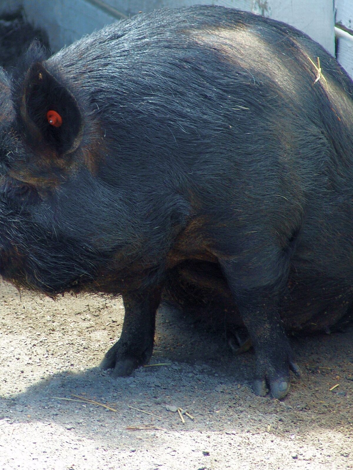 Guinea Hog