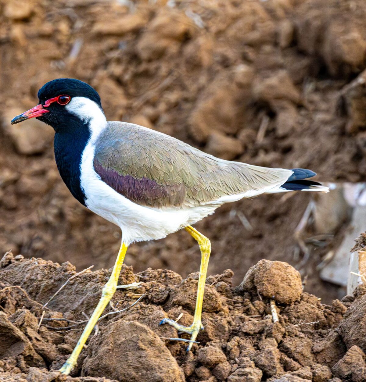 Red-wattled Lapwing
