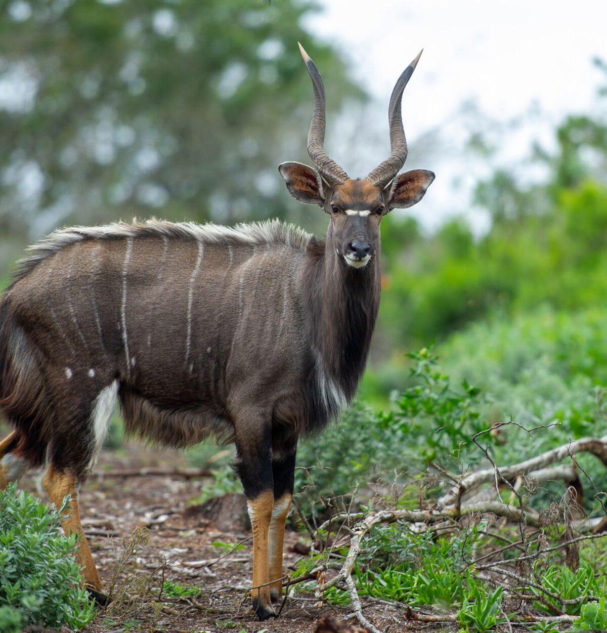 Lowland Nyala