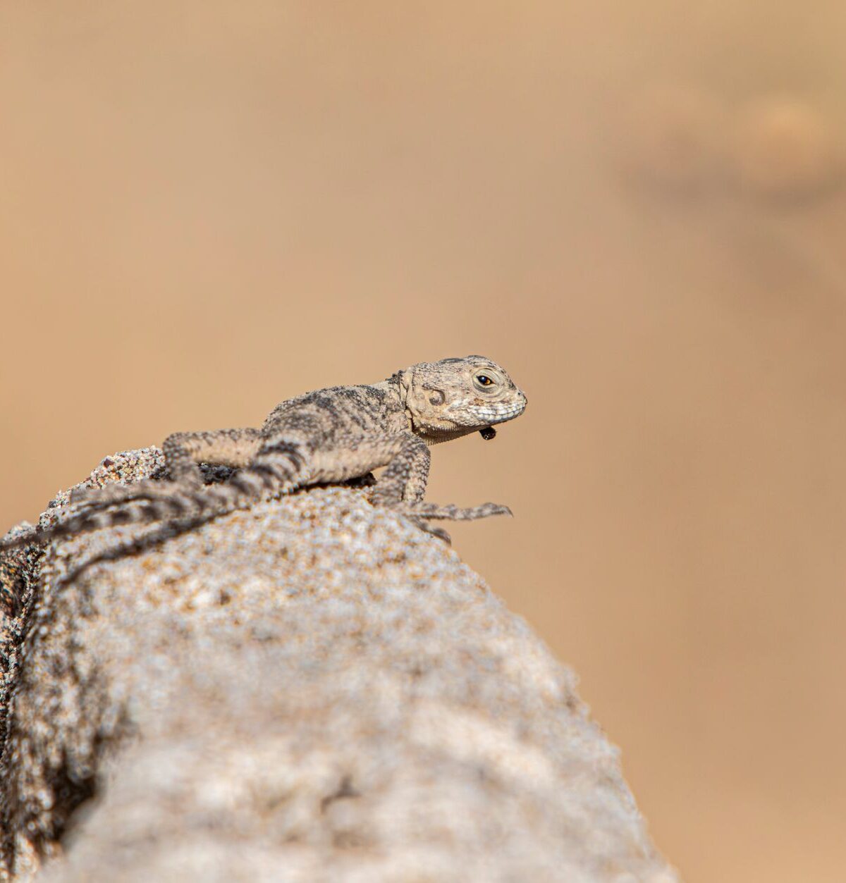 Steppe Agama