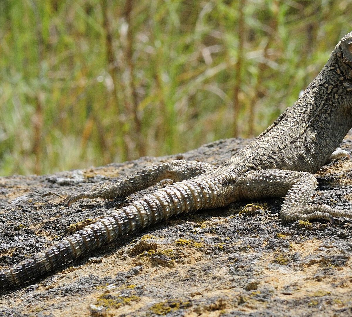 Turkestan Agama
