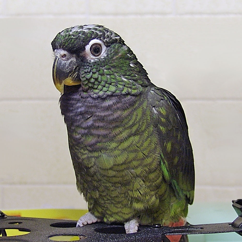 Scaly-Headed Parrot