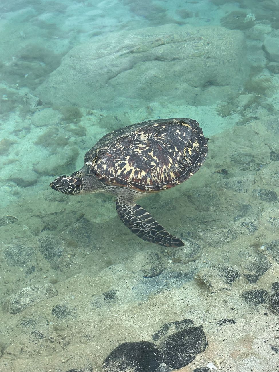 Beautiful Turtle