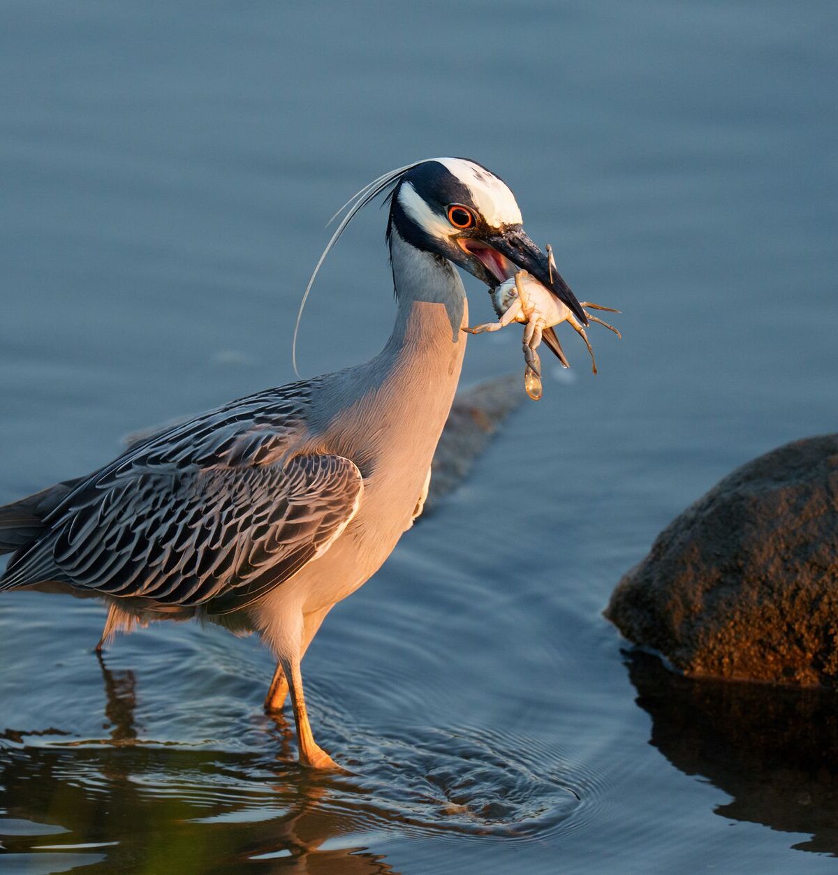 Night Heron