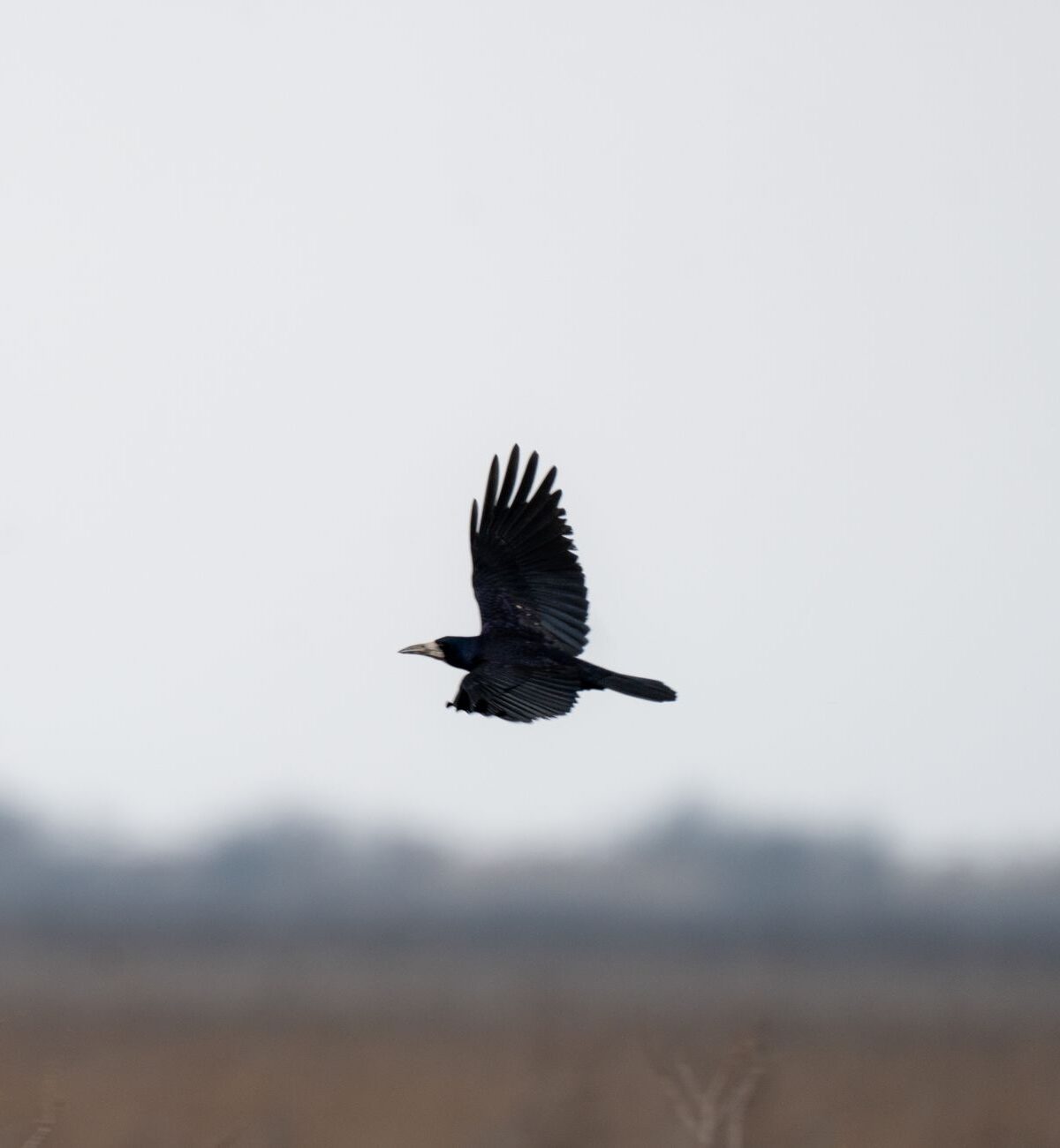 Rook