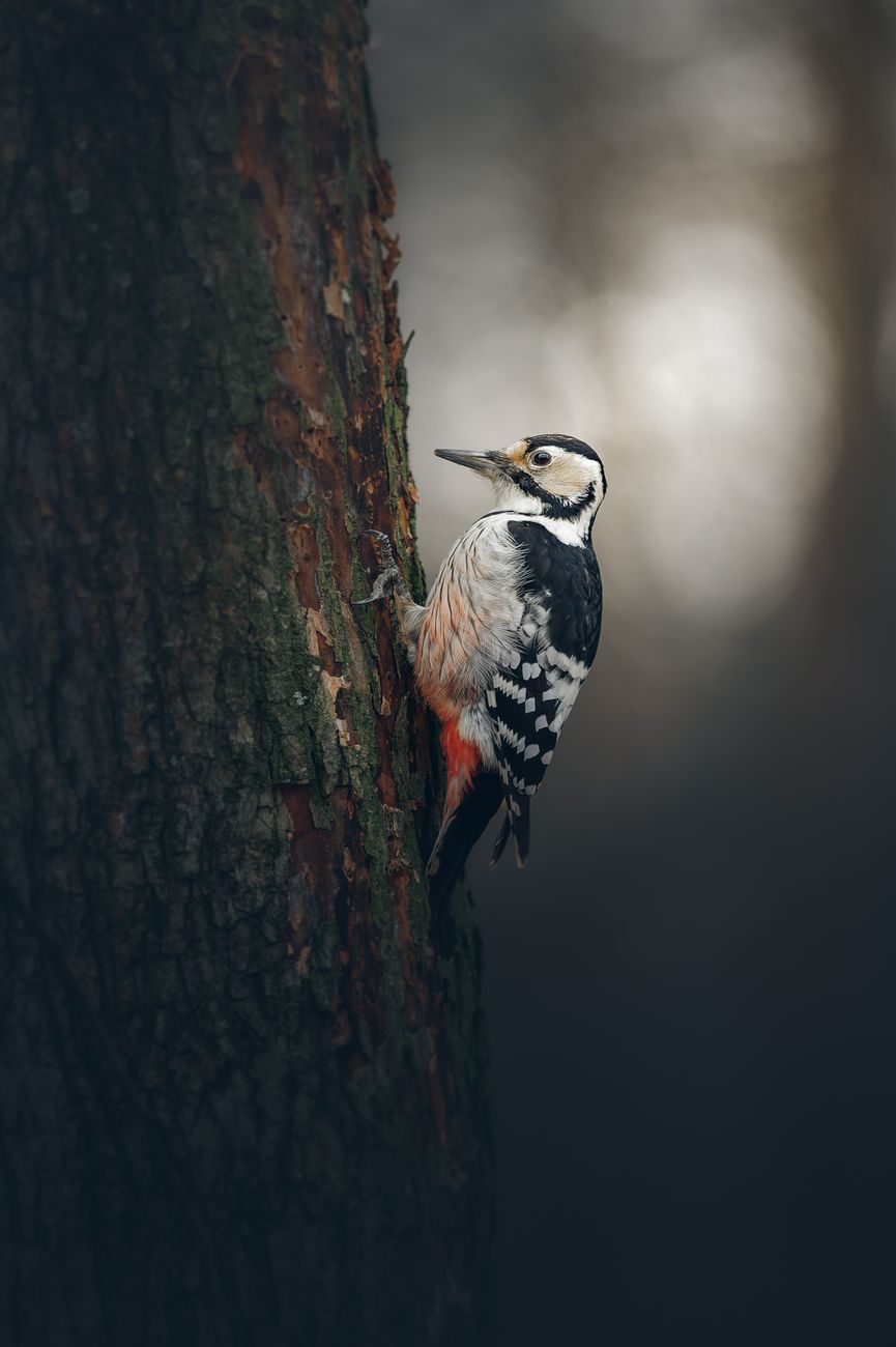 White-Backed Woodpecker