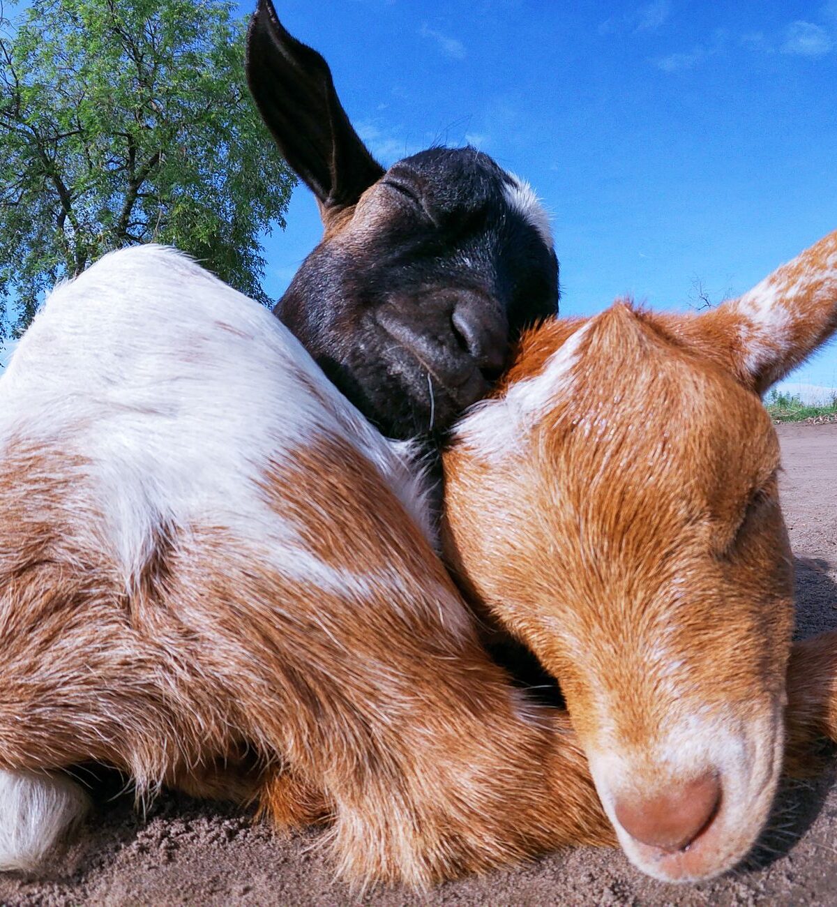 Nigerian Dwarf Goat