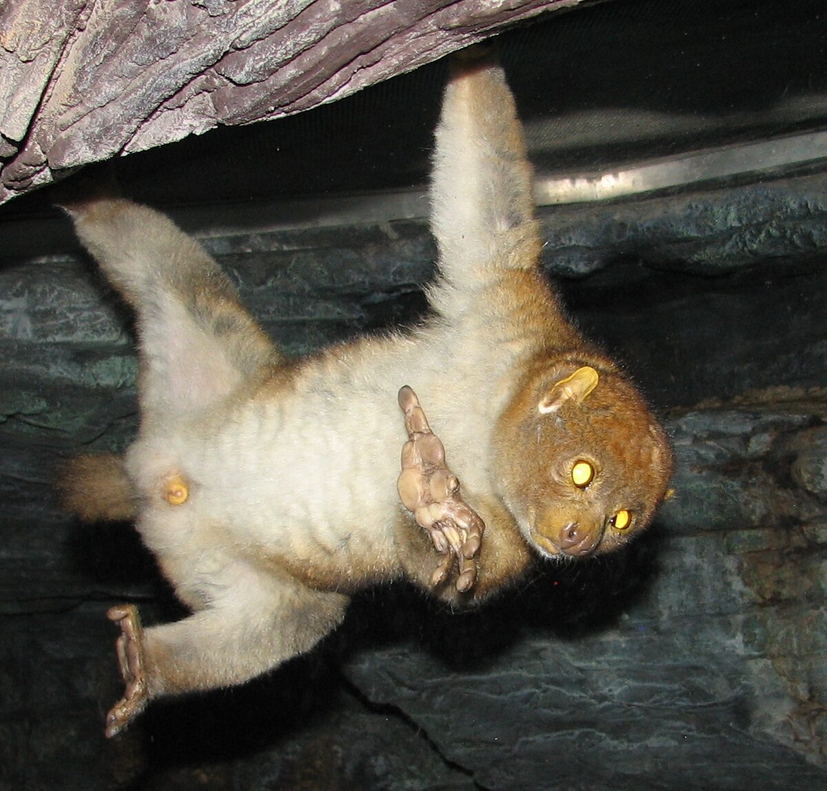 Potto