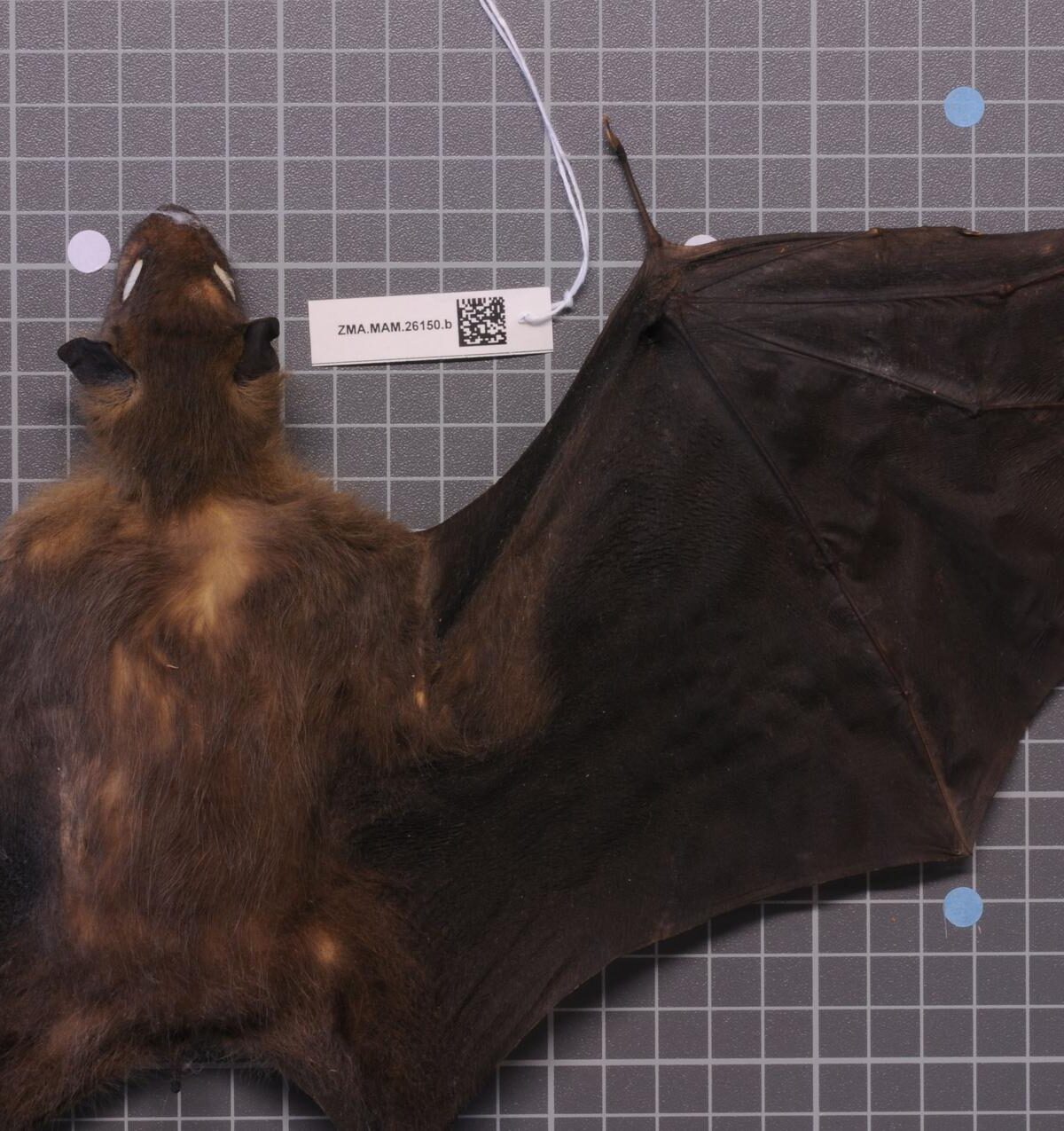 Ruwenzori Fruit Bat