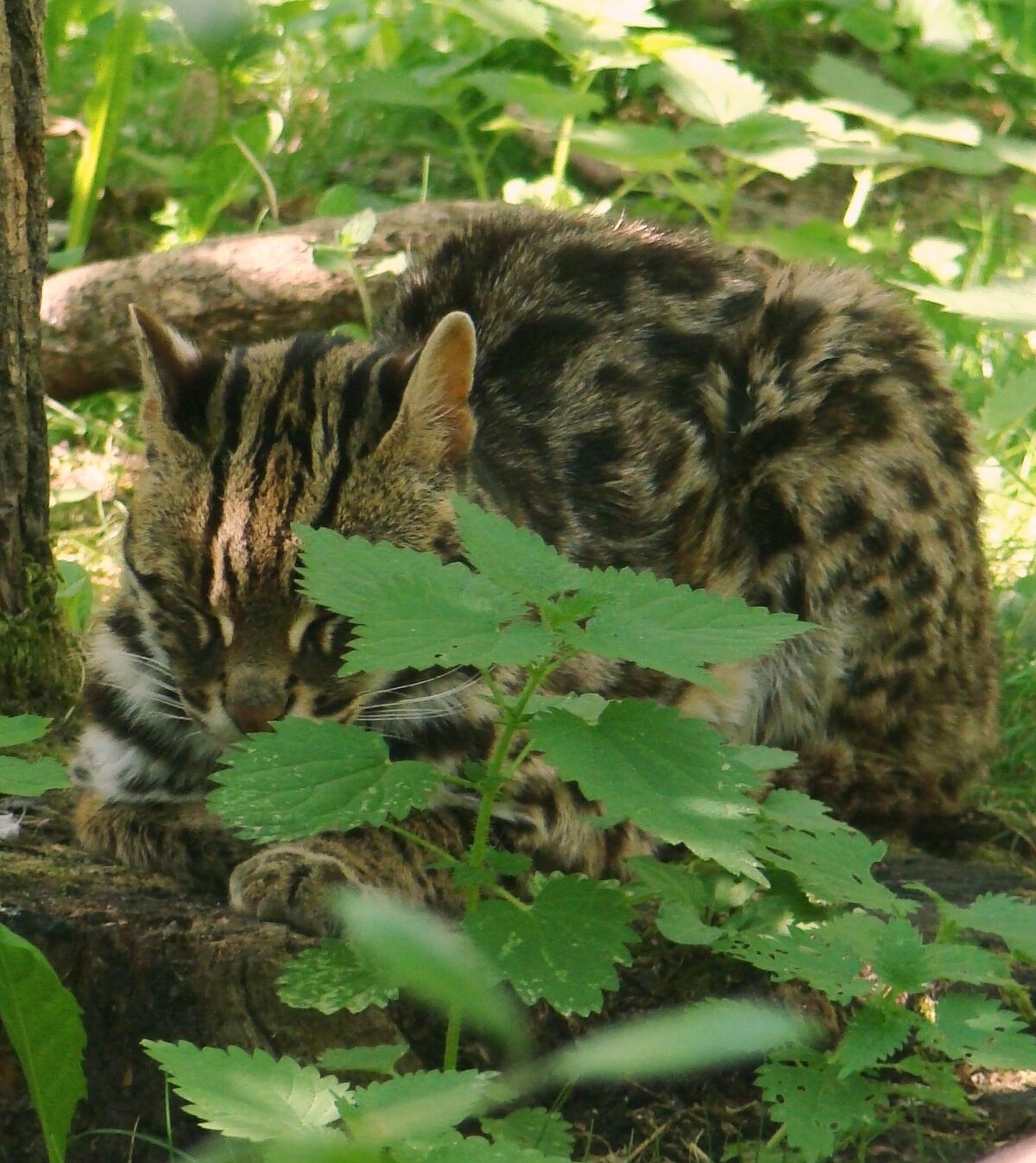 Bengal