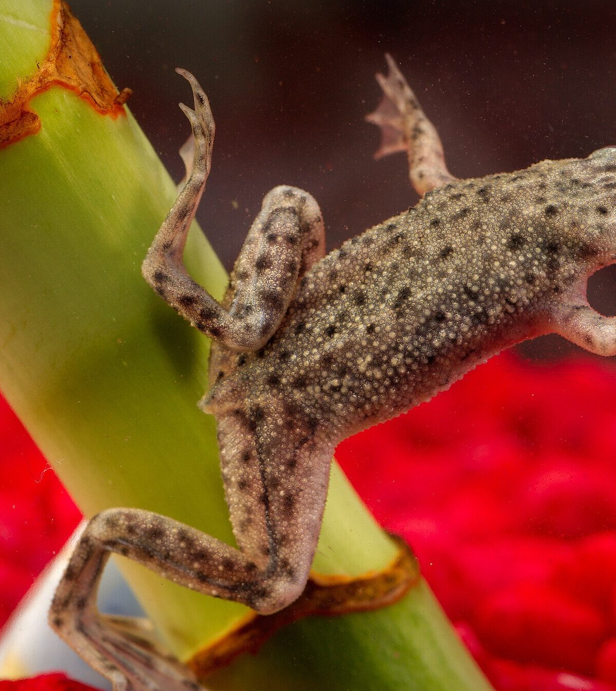 Dwarf Clawed Frog