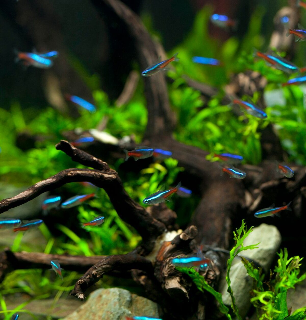 Neontetra