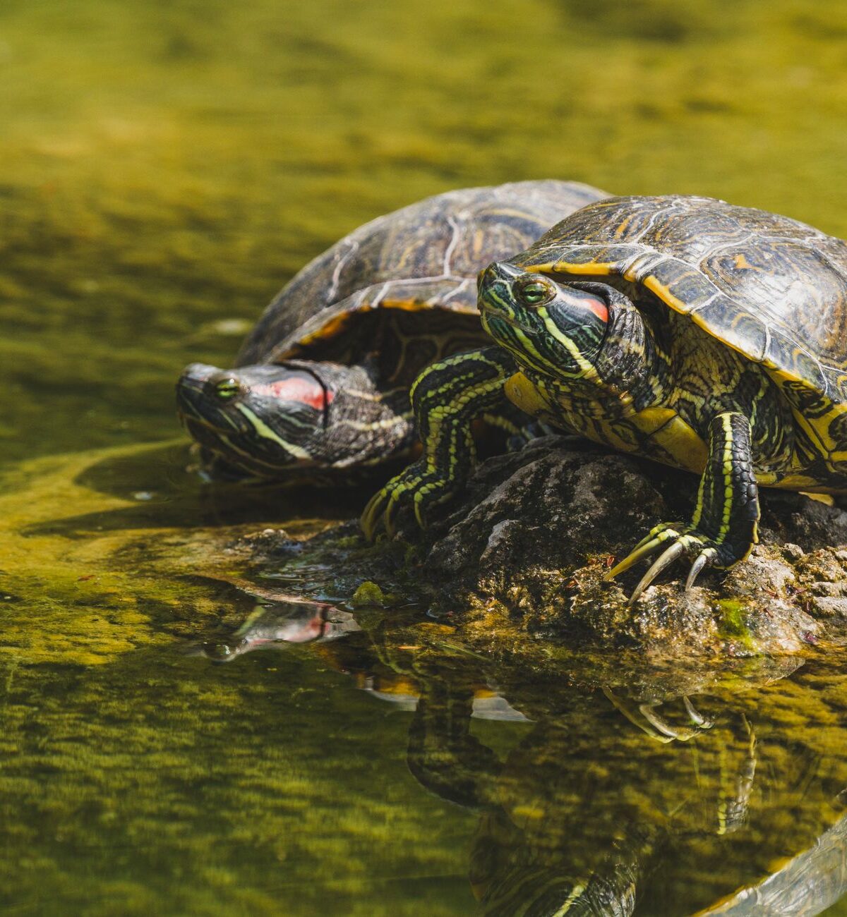 Common Slider Turtle
