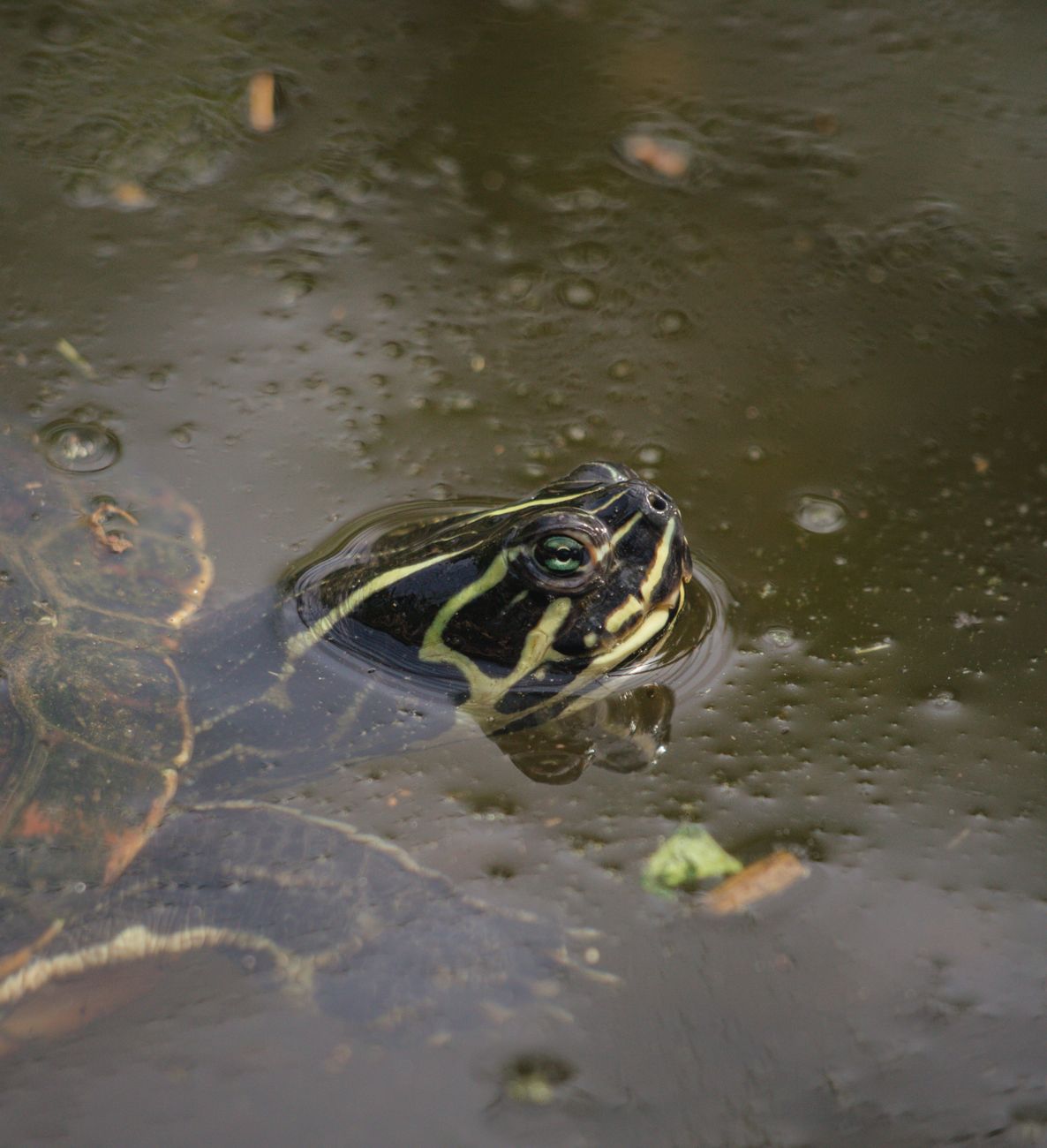 Eastern River Cooter