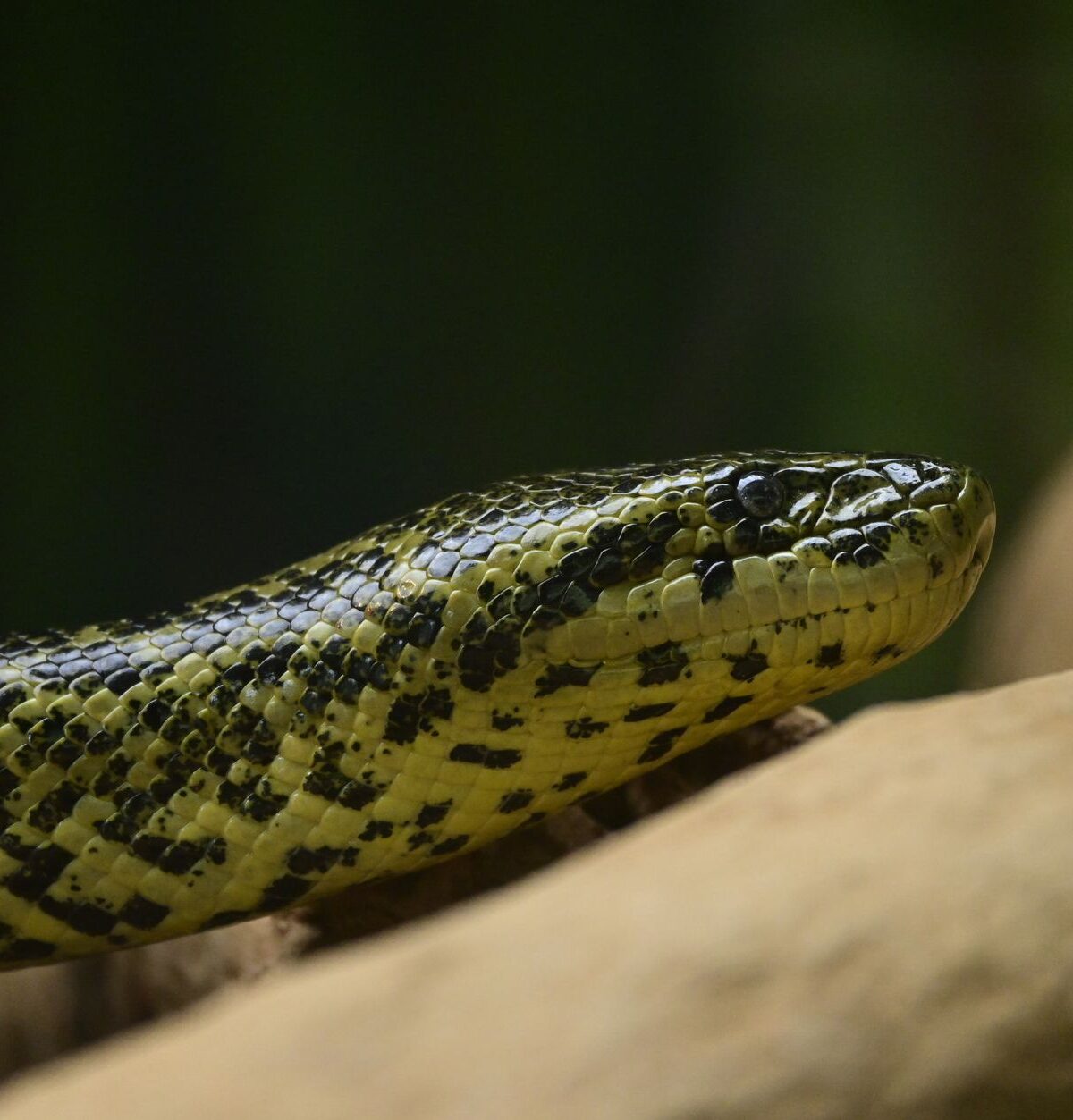 Green Anaconda